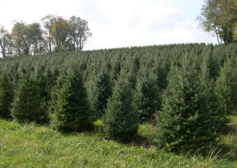 Karácsonyfa ültetvény