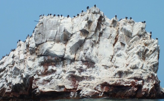 Szulák keretezik a partmenti sziklákat