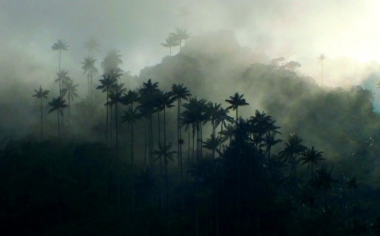Cocora óriáspálmái a hajnali párában