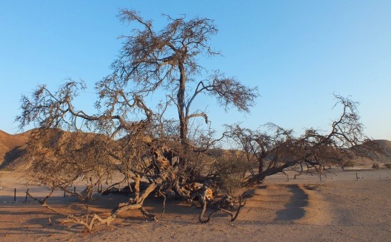 A Föld állítólag legöregebb fája több mint 2000 éves