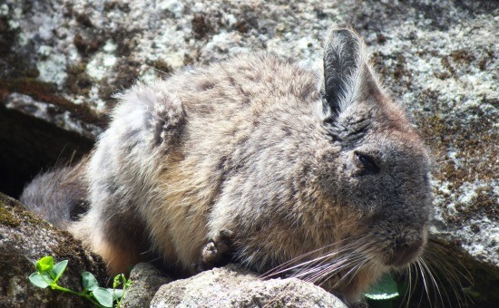 A viscacha, vagyis az andoki nyúl annyira őshonos a Machu Picchunál, mint Magyarországon a vombat