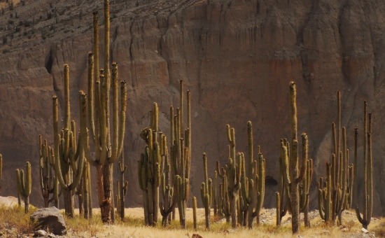 Judiopampánál a kaktuszok 10 méteresre nőnek