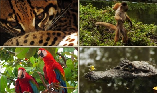 Sivia állatkertje szomorú látvány, de sok szép állatot lehet lencsevégre kapni