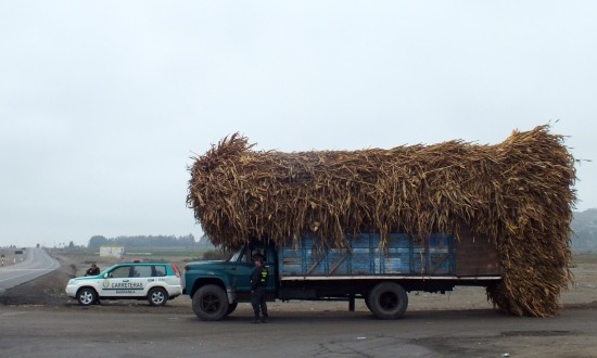 Barranca környékén a legkönnyebb a cukornádat szállító kamionokat lestoppolni