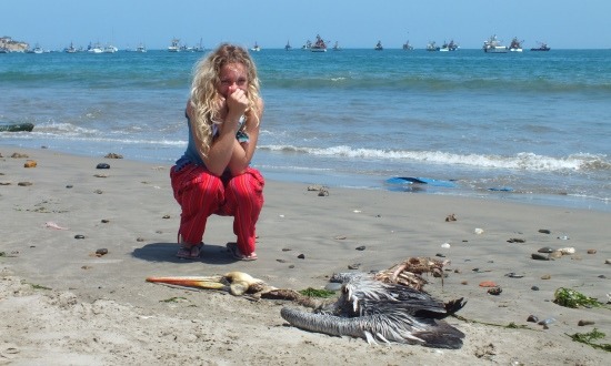 A tengerpart tele van döglött pelikánokkal