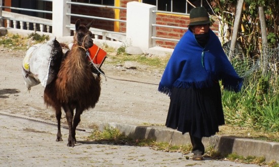 Ma már ritka látvány Ecuadorban a lámákat vezetgető indiánasszony