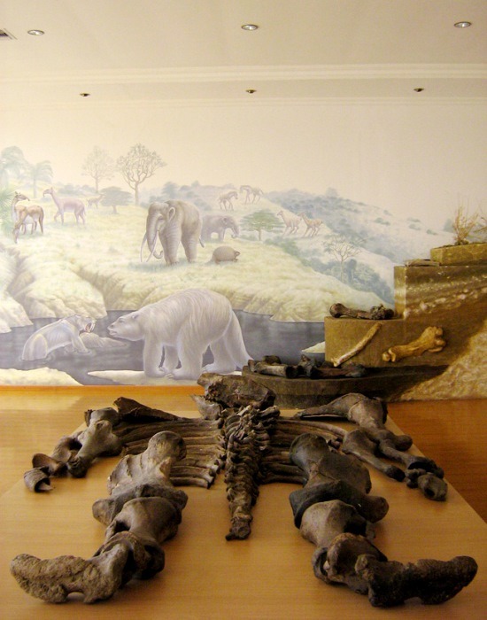 Az óriás csontváza Santa Elenában (forrás: www.ucmp.berkeley.edu)