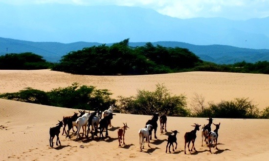 Kecskék a sivatagban, háttérben a következő állomásal, a San Luís-hegységgel