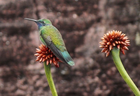 A Roraima egyetlen őshonos madara, a kolibri