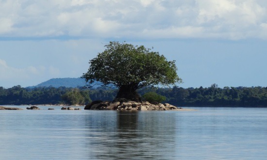 Magányosan ácsorgó fa a Rio Caura közepén