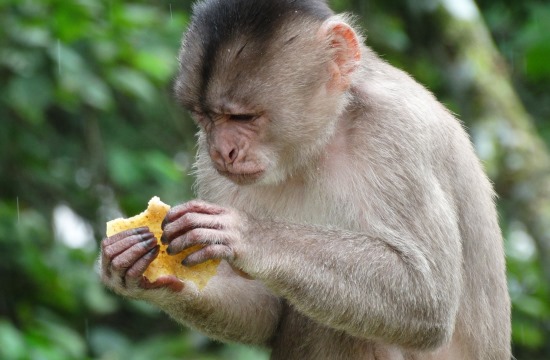 Puerto Misahuallíban kukázó majmok vannak mindenfelé