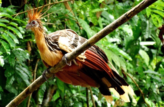 A hoacín egészen biztos Amazónia leghülyébb madara