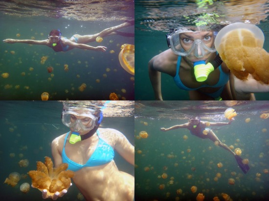 fotó video medúza egzotikus