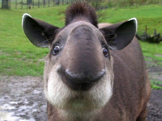 tapir-wallpaper-1.jpg
