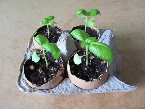 basil plants in eggshell pots.JPG