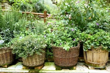 garden - gardening - garden ideas - garden barrel planters - wood barrel planters DIY garden ideas gardening - wicker basket garden planter via pinterest2.jpg
