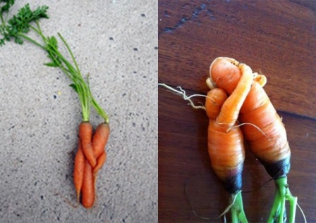 carote innamorate.jpg