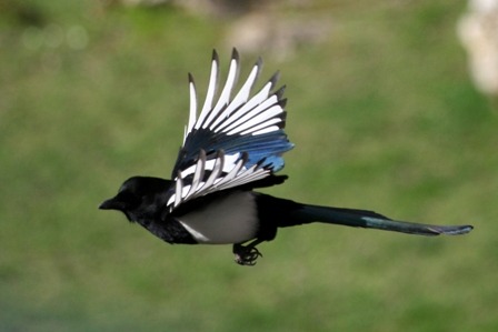 Magpie-from-Stock-xchng-499878_13775183_1.jpg
