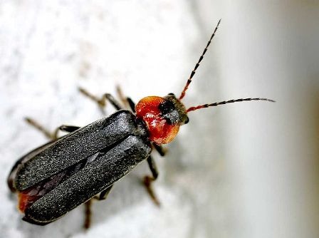 800px-Cantharis_fusca01.jpg