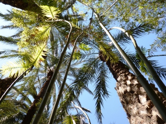 A pálmák között tekereg a pálma bambusz (Chamaedorea seifrizii).JPG