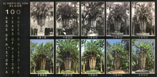 A császár pálma évszázada képeslapon.jpg