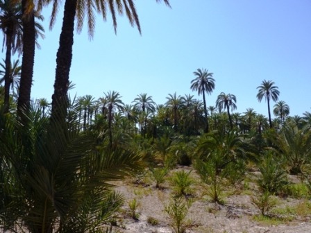Több mint tízezer pálma él az elchei kertekben.JPG