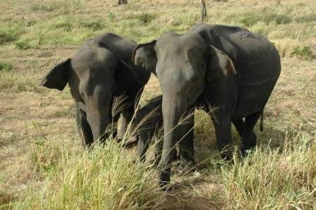 A fűcsomók még az elefánt támadást is képesek túlélni.jpg