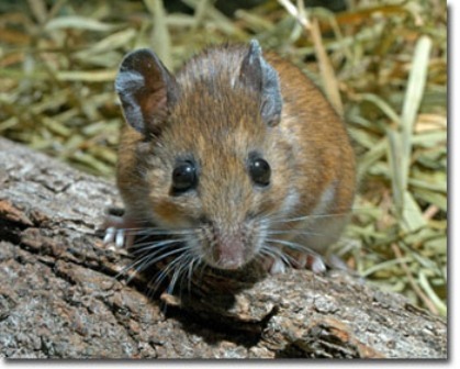 white_footed_mouse_JW.jpg
