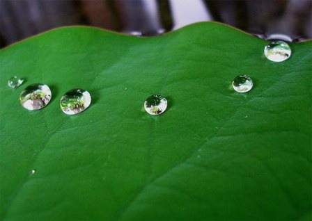 lotus-leaf-dew.jpg