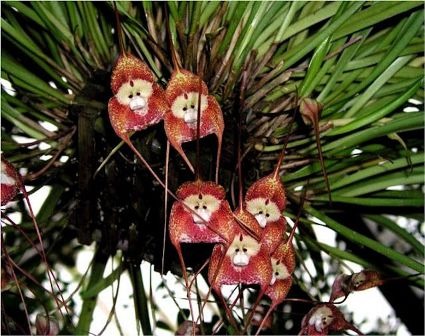 Macaco orchidea 1.jpg
