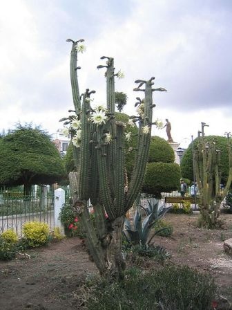 450px-Flowering_San_Pedro_cactus.jpg