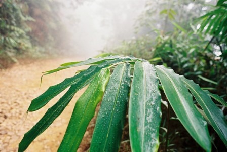 1. A szubtrópusi növények ilyen klímán érzik jól magukat.JPG