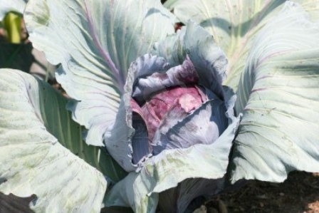 14487075-a-harvest-ripe-red-cabbage-brassica-oleracea-convar-var-capitata-rubra-l.jpg