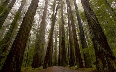 redwoods.jpg
