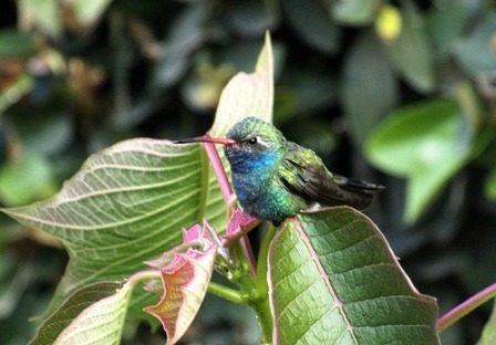 Munkában a megporzó kolibri.jpg