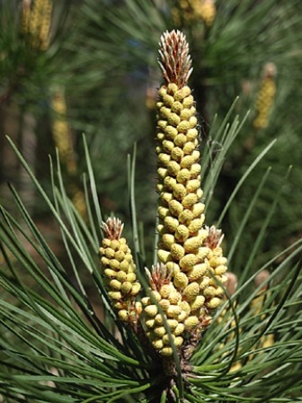 Pinus-nigra-ssp-laricio-1.jpg