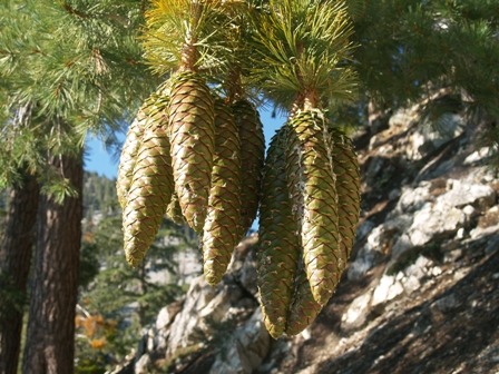 Pinus_lambertiana_cones_Cucamonga_Peak.jpg