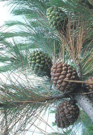 Pinus pinea.jpg