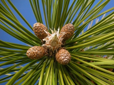 PinusResinosa2.jpg