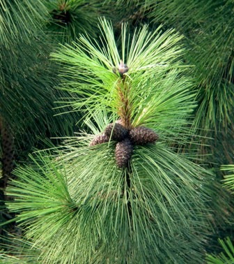 Pinus_ponderosa_cones.jpg