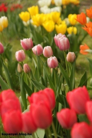 tulipánok_1.JPG