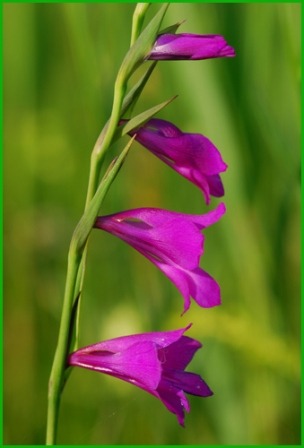 1 Gladiolus-palustris-3.jpg