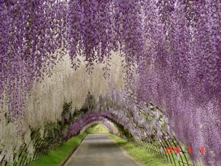 Wisteria-Tunnel-Kawachi-Fuji-Garden_4.jpg
