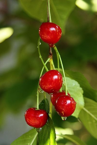 forrás: Nicibunu http://tt.wikipedia.org/wiki/%D0%A4%D0%B0%D0%B9%D0%BB:Sour_cherries.jpg