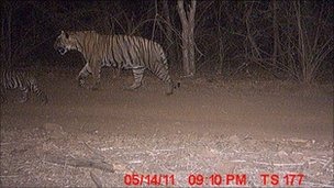 Forrás: Ranthambore forest department