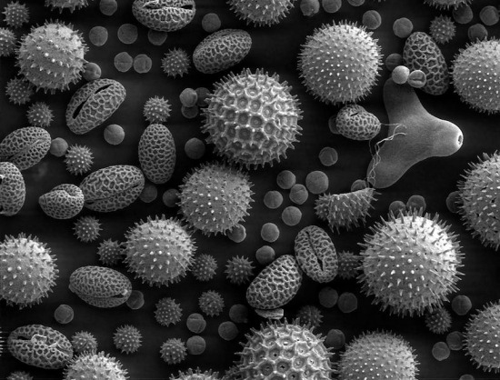 pollenszemek elektromikroszkóppal